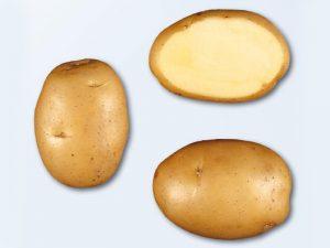 сорта картофеля описание