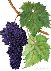 новые сорта винограда
