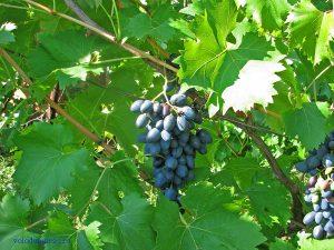 описание сортов винограда
