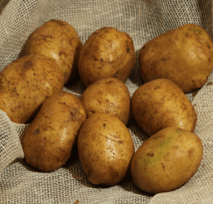 сорта картофеля фото