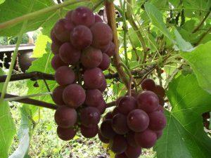 виноград сорт Гуна