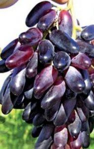 виноград сорт Одесский сувенир