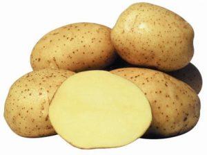 Винета сорт картофеля