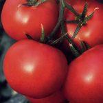 помидоры сорта выращивание