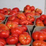 сорта томатов для теплицы