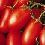 характеристика сортов томатов
