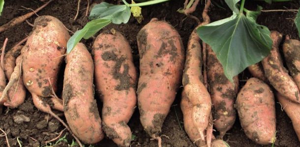 выращивание картофеля батат в Украине 