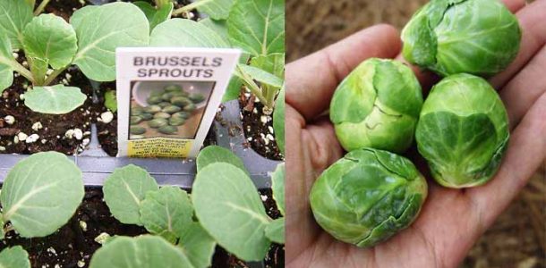 как вырастить брюссельскую капусту