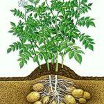 как растет картофель