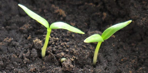выращивание рассады баклажана