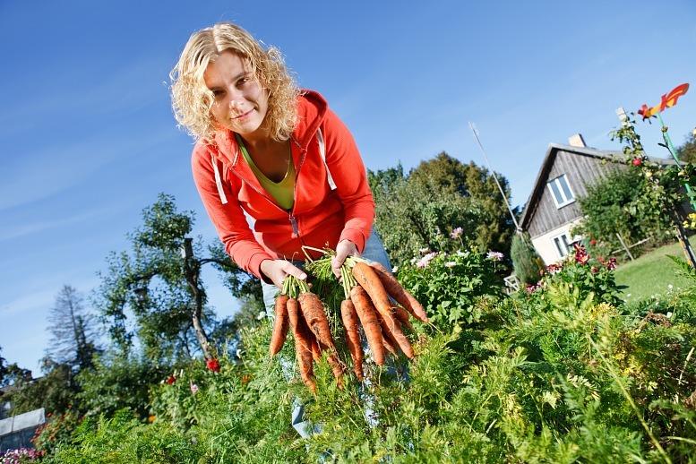 Посадка моркови весной в открытый грунт семенами: как и когда сажать, уход