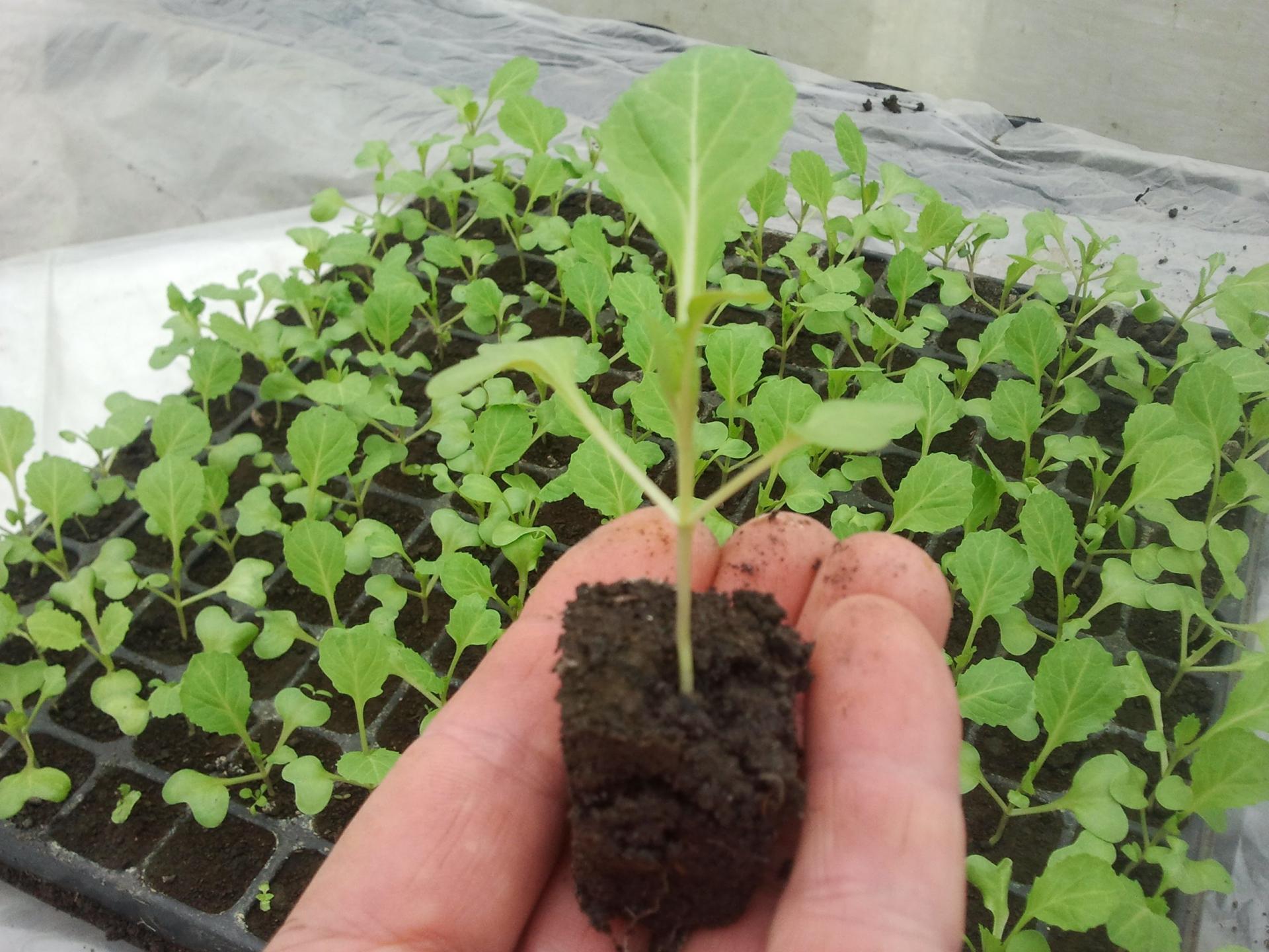 Как сажать капусту семенами в открытый грунт подготовка почвы посев уход