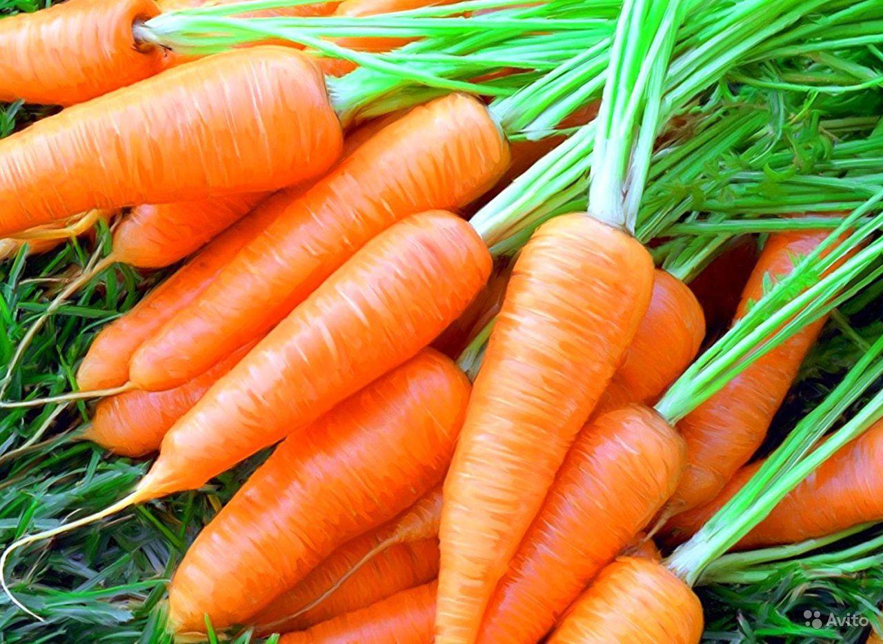 Сорта моркови для длительного хранения для сибири фото с названием