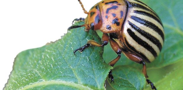 Как защитить баклажаны от колорадского жука