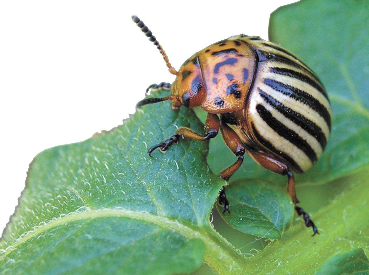 Колорадский жук на баклажанах как защитить растения