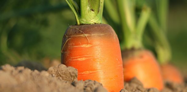 полив моркови в открытом грунте