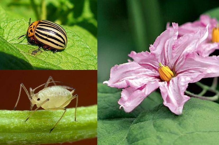 Паутинный клещ на бархатцах, тля и другие вредители растения: фото паразитов, которые съедают листья цветка, чем с ними бороться и как обработать в огороде