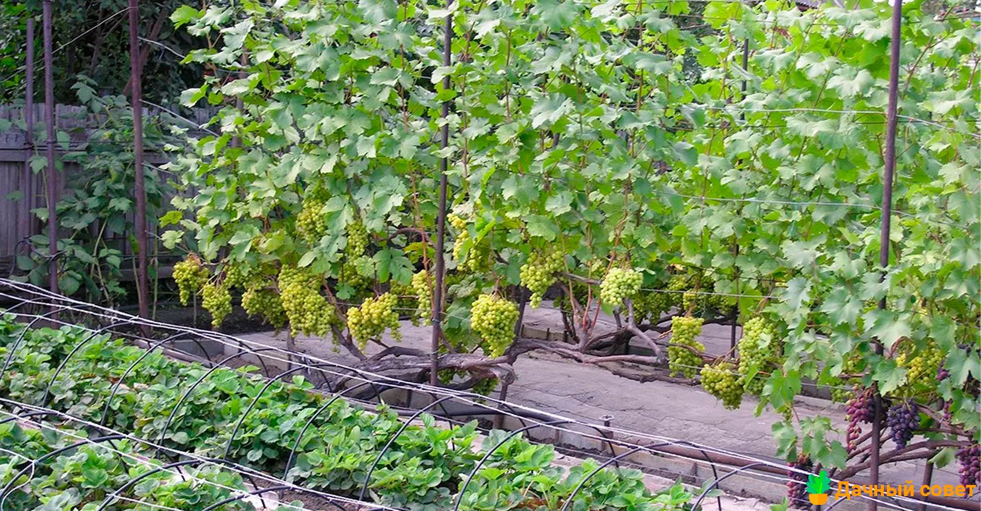 Где сажать виноград на садовом участке фото
